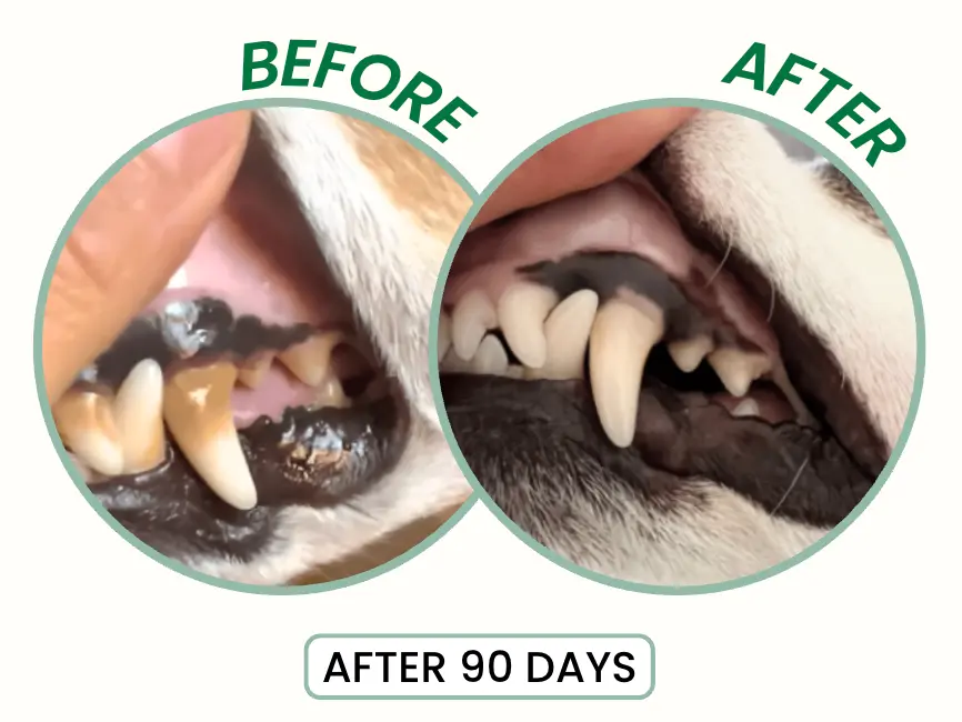 LBMLBM™ Probiotic Enzymatic Dental Spray